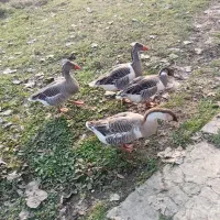 حیوانات مزرعه|حیوانات مزرعه|سیاهکل, |دیوار