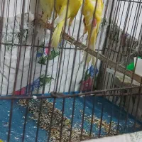 ۲۶ ..عدد ..قناری|پرنده|بروجرد, |دیوار