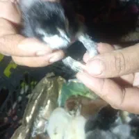 جوجه دیلگونی