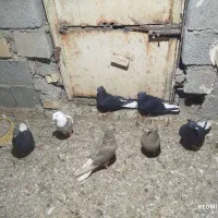 دمسفید|پرنده|سوسنگرد, |دیوار