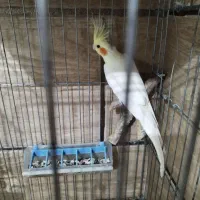 عروس هلندی و مینافوق دستی رنگ فوق زعفرونی سخنگو|پرنده|خمینیشهر, |دیوار