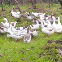 فروش غاز جوان درشت و مرغ و خروس محلی