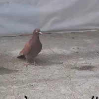 کفتر یک،بفرماآتی ش زدم ب ما ل م