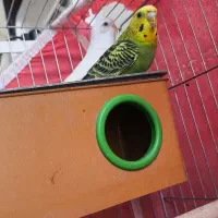 اکواریوم و مرغ عشق معاوضه با کبوتر