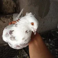 کفتر|پرنده|صومعه‌سرا, |دیوار