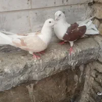 دوکت عتیقه