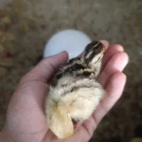 جوجه یک روزه بلدرچین جوجه بلدرچین