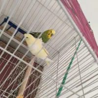 یک جفت مرغ عشق