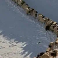 گوسفند زنده با قصاب وسرویس رایگان