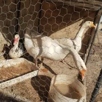 غوغاز اوکراینی اصل و اردک خارجی