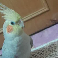 ۲ تا عروس هلندی|پرنده|قم, انصارالحسین|دیوار