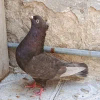 ماده سرکه ای