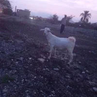 کهره نر