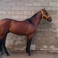 اسب پیدا شده