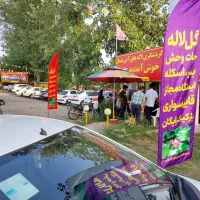تورالماس