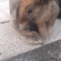 خرگوش لوپ|موش و خرگوش|نجف‌آباد, یزدانشهر|دیوار