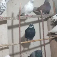 سلام ۱۱عدد کبوتر بفروش میرسد. قیمت دونه ای ۳۰۰