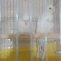 فروش یک جفت عروس هلندی