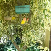 طوطی برزیلی یکساله|پرنده|کرج, مهرویلا جنوبی|دیوار