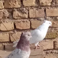 سرور تهرونی|پرنده|میبد, |دیوار