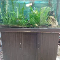 آکواریوم باتمام لوازم|ماهی|ساری, |دیوار