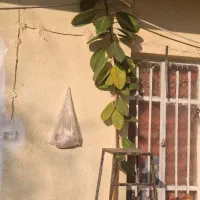 فروش گل طبیعی