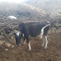 سه عددگاوسه عدد گوساله|حیوانات مزرعه|کرمانشاه, |دیوار