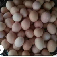 تخم مرغ نطفه دار