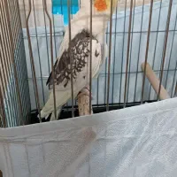 عروس هلندی
