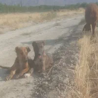 دوعدد سگ نر وماده