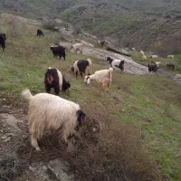 بزغاله معاوضه گوسفند وگاو|حیوانات مزرعه|اهر, |دیوار