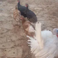 بقلمون|حیوانات مزرعه|تاکستان, |دیوار