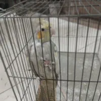 عروس هلندی  ماده