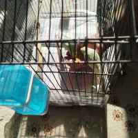 جفت مرغ عشق نیمه دستی|پرنده|ری, جوانمرد قصاب|دیوار