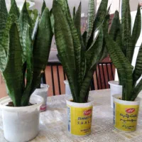 گل سانسوریا