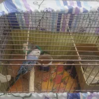 5عدد مرغ عشق نروماده|پرنده|قدس, شهرقدس|دیوار