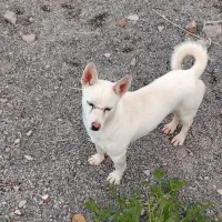 سگ پاکوتاه نژاد کمیاب