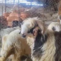 بره ،گوسفند