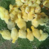 جوجه قوغاز سفید