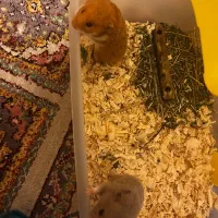 قفس همستر|موش و خرگوش|کرمان, |دیوار