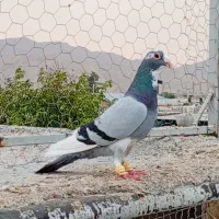 کفتر قره سبز کرمونی دست ۷به۷ تنظیم هوای تنگ