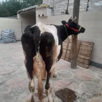 فروش ۳ راس گاو شیری