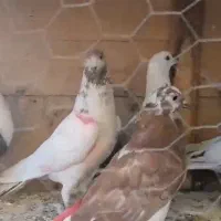 گرفتنی بلندی جوجه کار