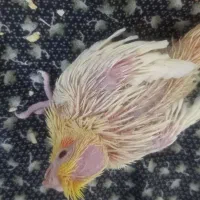 جوجه عروس سرلاکی