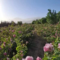 فروش زمین با شرایط ویژه|فروش زمین و ملک کلنگی|تفت, |دیوار