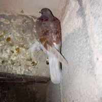 کبوتر|پرنده|آذرشهر, |دیوار