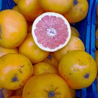 گریپفروت