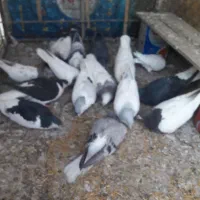 گبوتر۱۵عدد