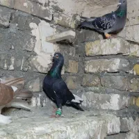 کفتر بوم هوایی|پرنده|طرقبه, |دیوار