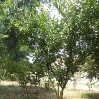 زمین قره تپه متری ۱۵ میلیون